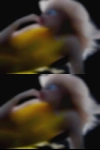 Looking for cocksuckers females