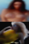 Swingers